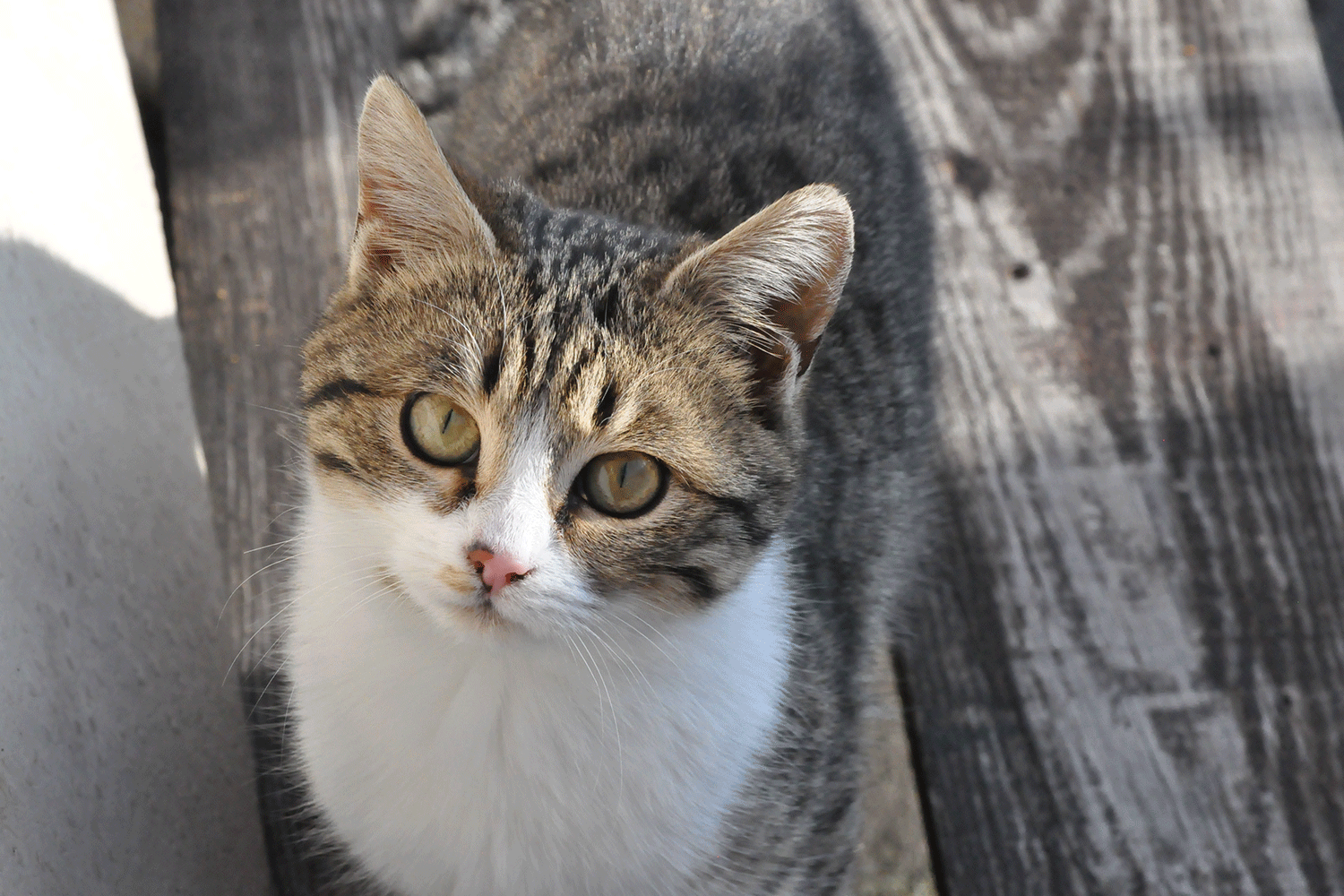 Küçük Misafirimiz